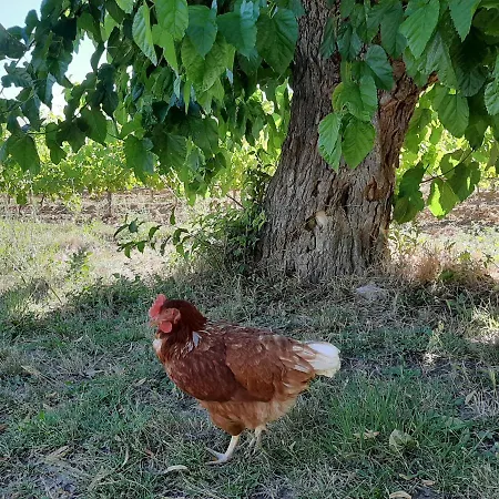 Au Clos Du Pressoir Sauna Et Piscine Au Coeur D'un Vignoble Alojamento de Acomodação e Pequeno-almoço 4*